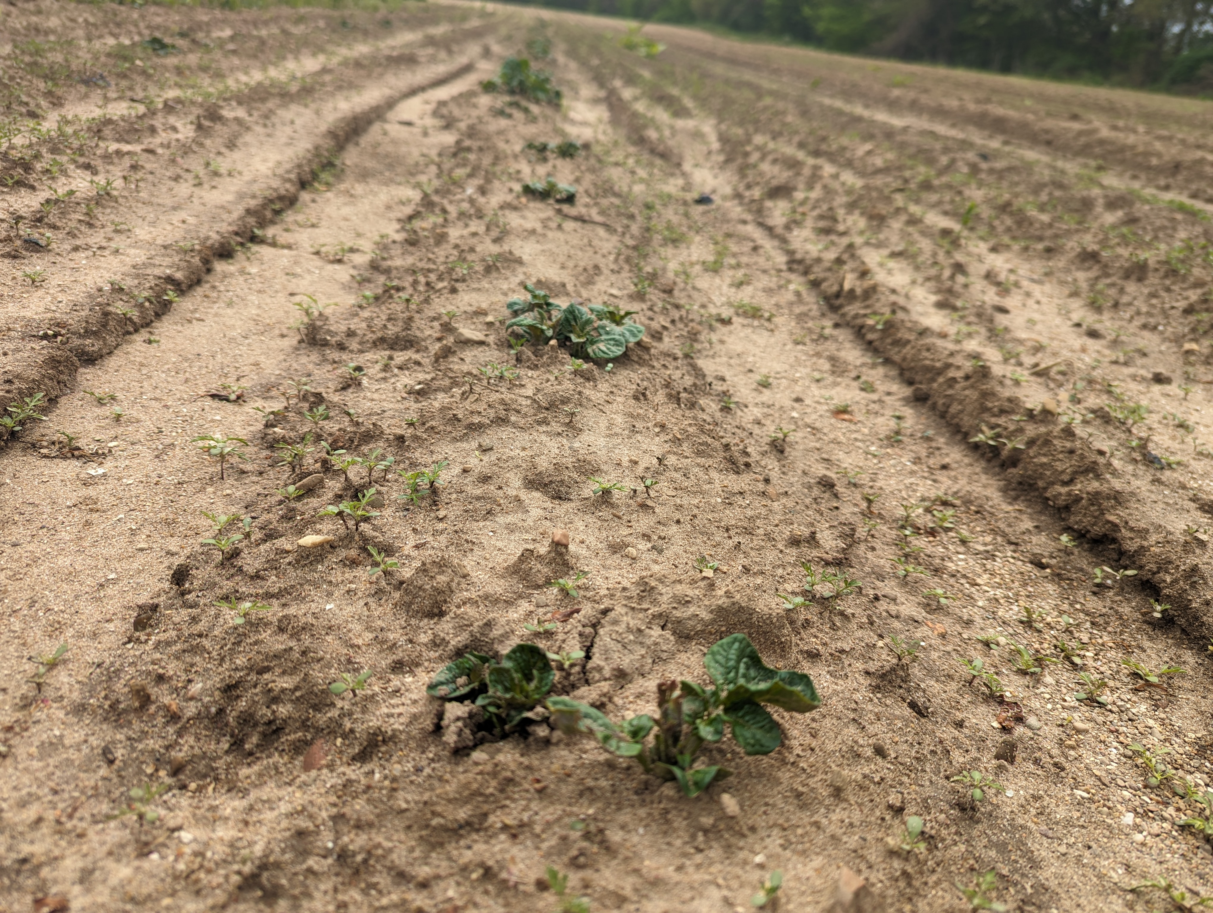 Potato plants emerging from the ground.